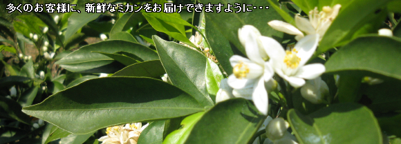 多くのお客様に、新鮮なミカンをお届けできますように・・・