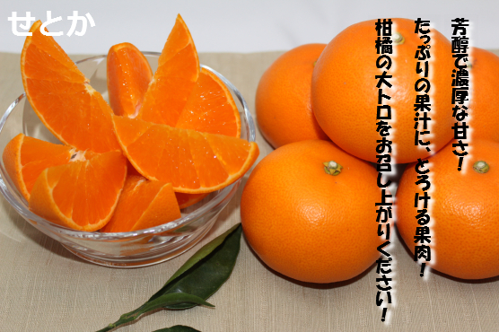 せとか-贈答用